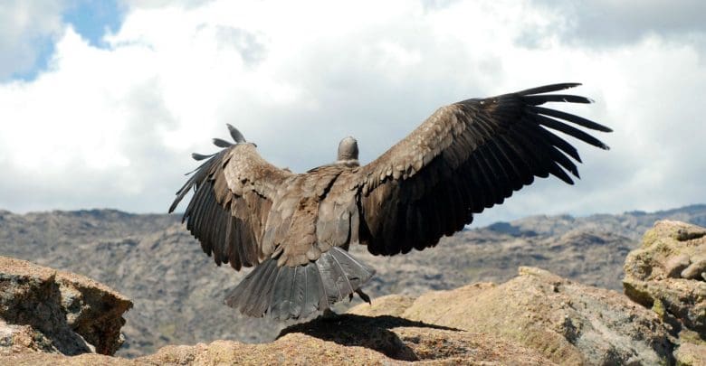 1 condor - Diario Resumen de la región
