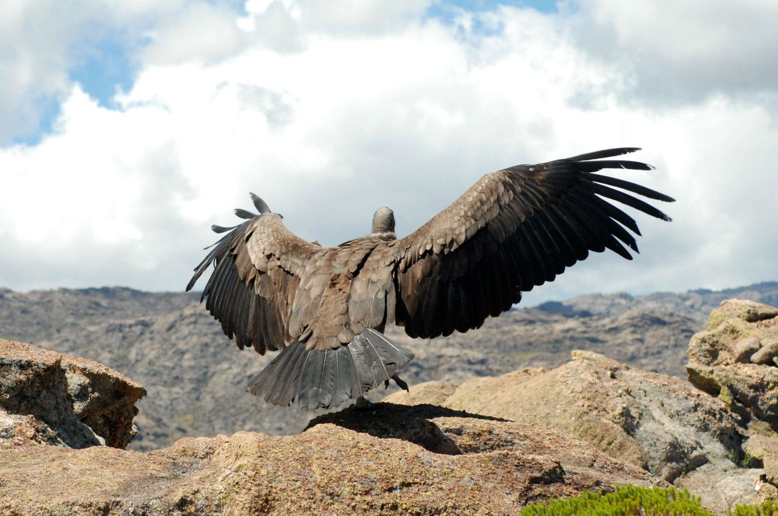 1 condor - Diario Resumen de la región