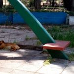 WhatsApp Image 2017 10 23 at 5.45.23 PM - Diario Resumen de la región