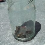 WhatsApp Image 2017 11 05 at 19.08.44 - Diario Resumen de la región