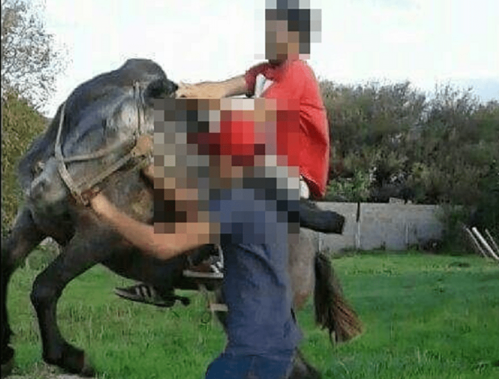 Caballos uno - Diario Resumen de la región