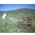 Forestacion cuatro - Diario Resumen de la región