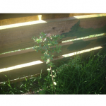 Forestacion tres - Diario Resumen de la región