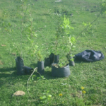 Forestacion uno A - Diario Resumen de la región