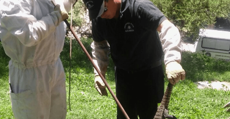 Lagarto - Diario Resumen de la región