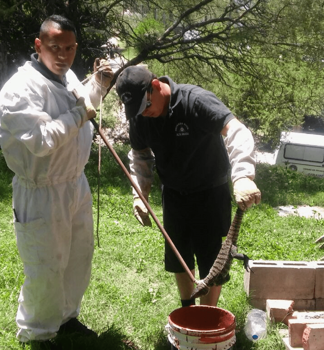 Lagarto - Diario Resumen de la región