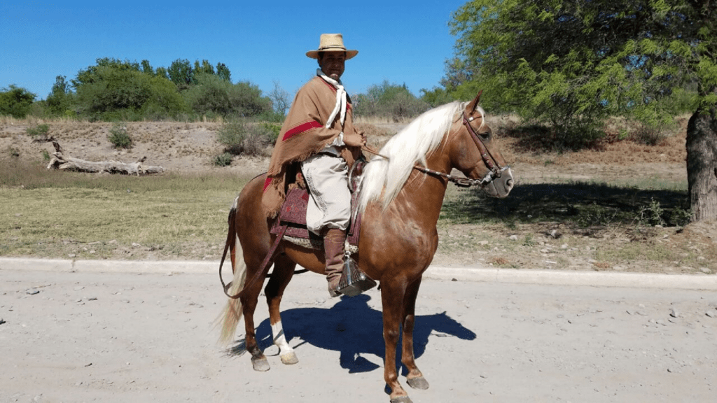 Tucumán caballo peruano de paso - Diario Resumen de la región