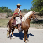 Tucumán caballo peruano de paso - Diario Resumen de la región