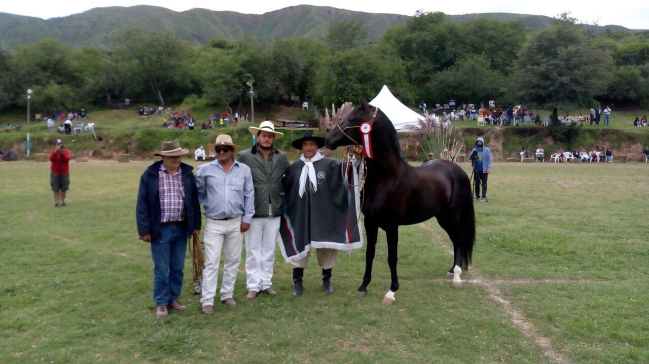 foto caballo - Diario Resumen de la región