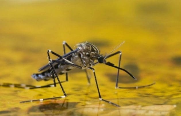 Mosquito - Diario Resumen de la región