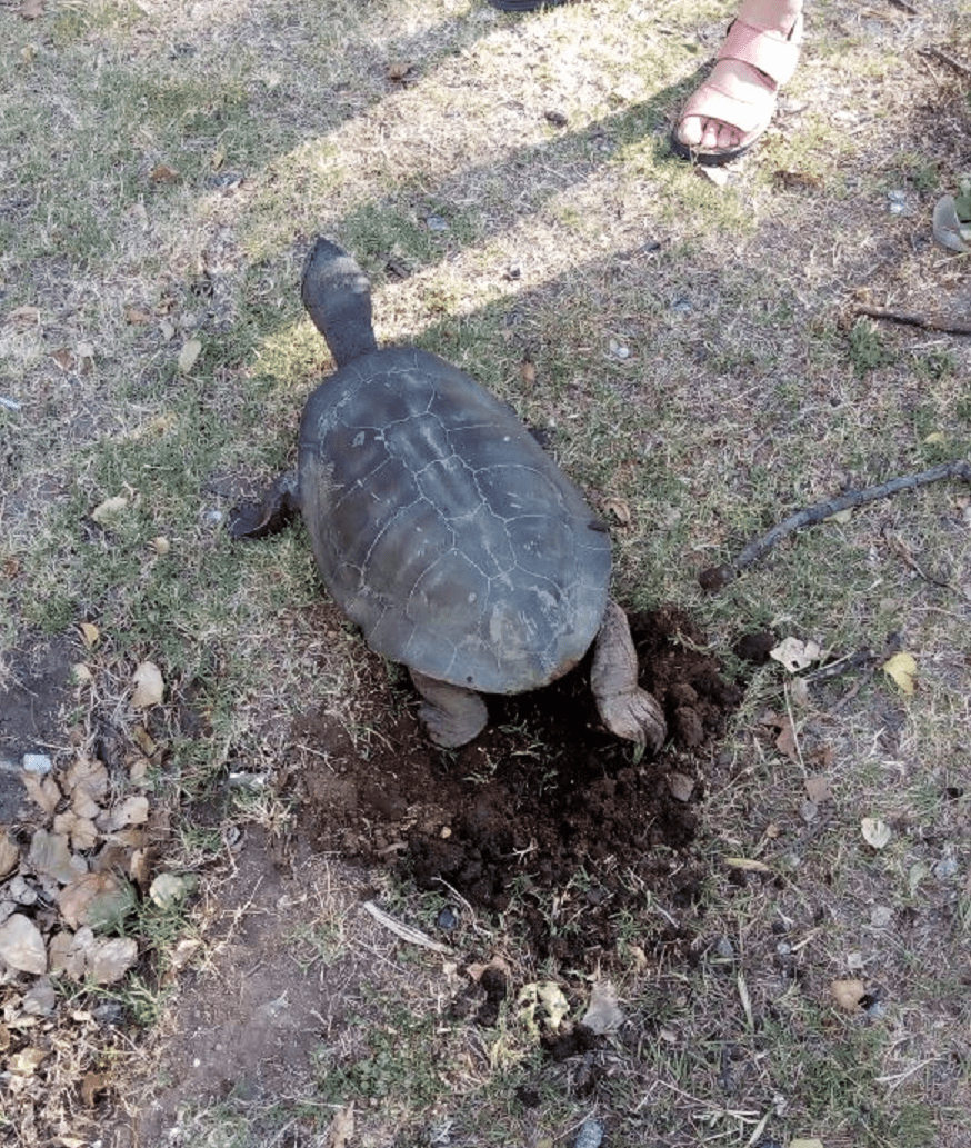 Tortuga - Diario Resumen de la región