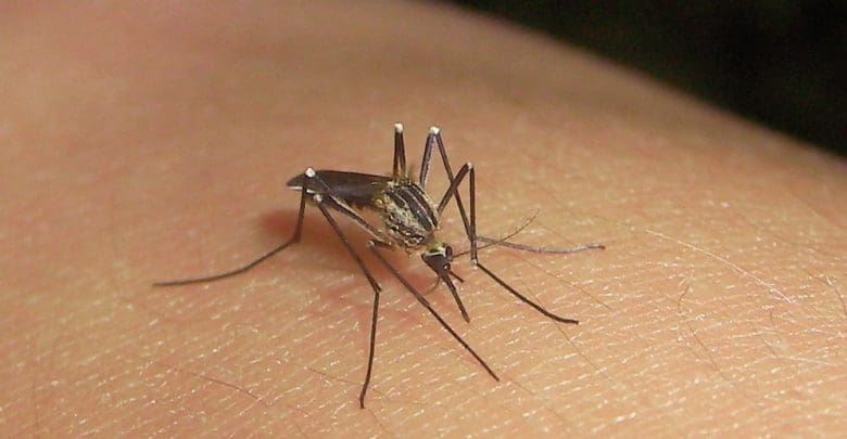 Mosquito - Diario Resumen de la región