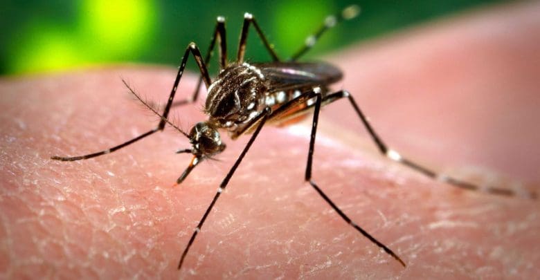 MosquitoDengue - Diario Resumen de la región