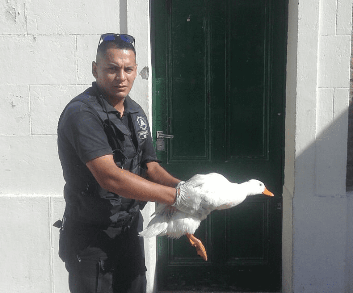 Pato herido A - Diario Resumen de la región