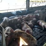 WhatsApp Image 2018 04 10 at 08.44.08 - Diario Resumen de la región