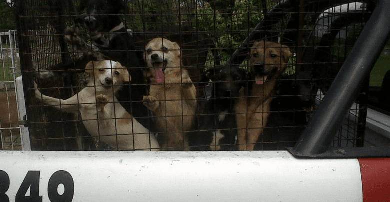 Recuperacióln de animales - Diario Resumen de la región
