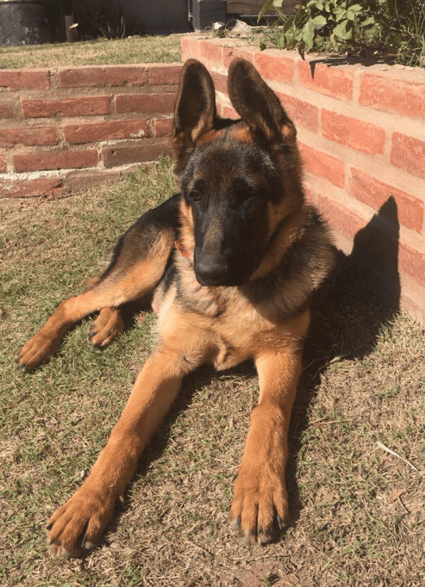 Perro - Diario Resumen de la región