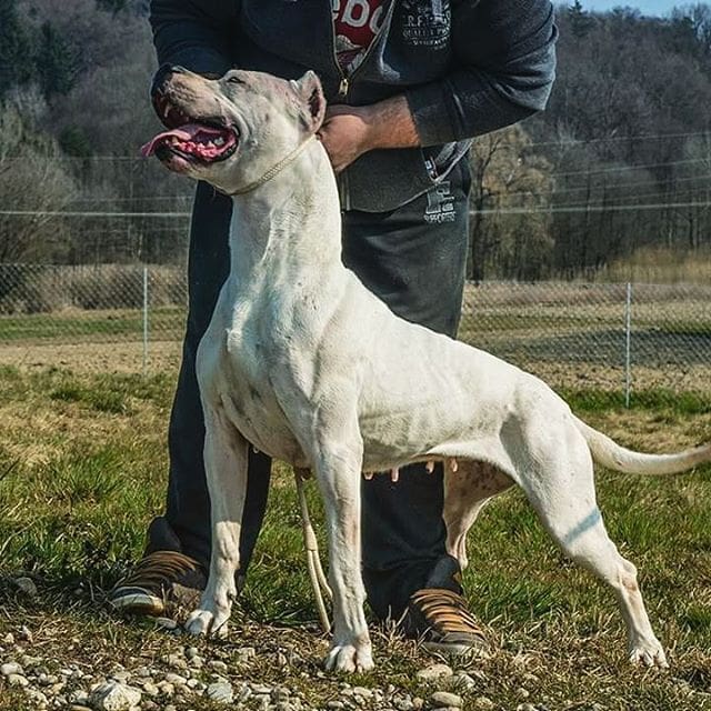 Dogo argentino ilustrativa 1 - Diario Resumen de la región