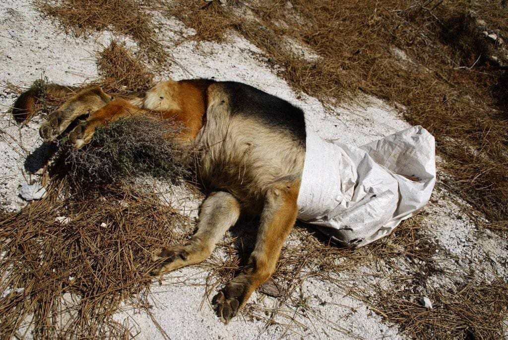 perro muerto1 - Diario Resumen de la región