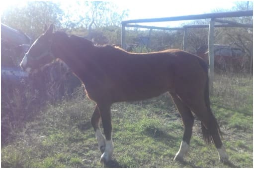 64ee975c 8bb9 4c07 9b21 1f7396127720 - Diario Resumen de la región