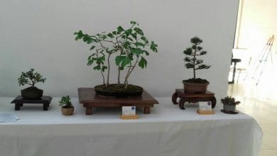 22894414 524903951220155 2420985491141014831 n - Diario Resumen de la región