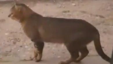 78344a67 a84f 414f 8339 8175483f854f - Diario Resumen de la región