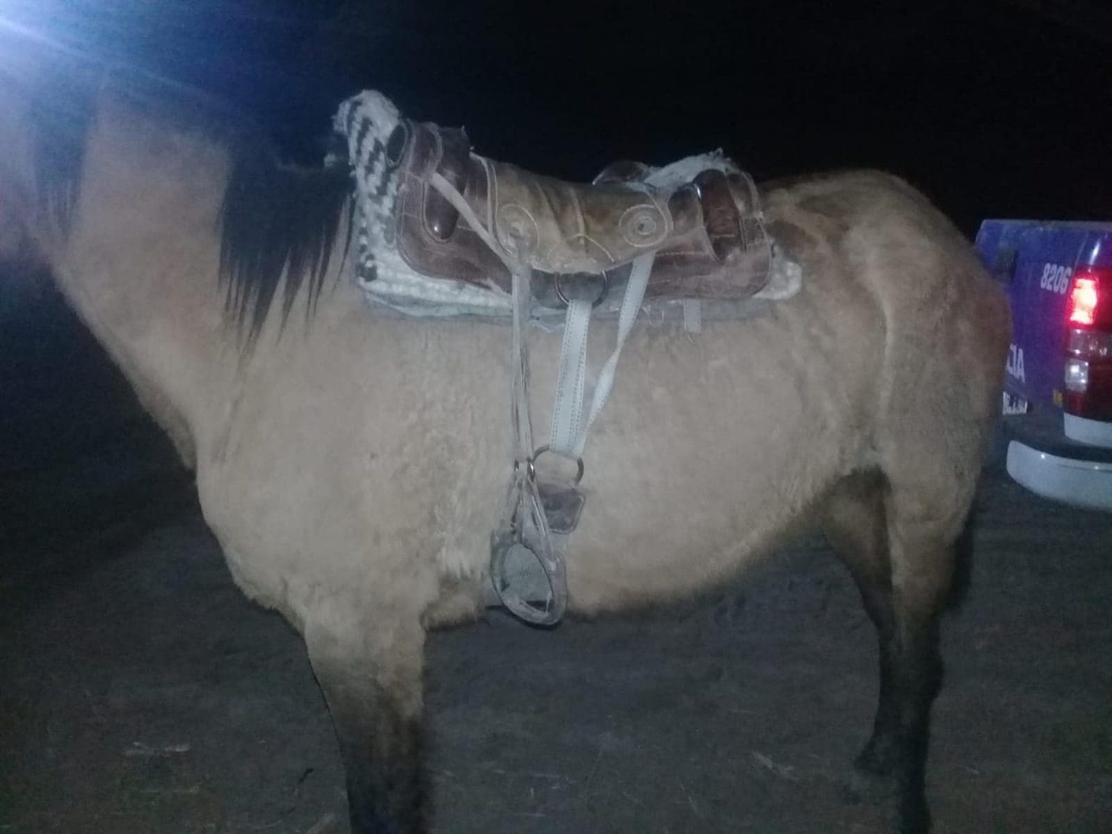 abigeato bicubic - Diario Resumen de la región