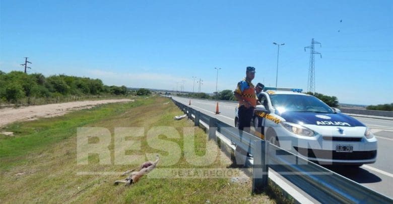 puma 16 - Diario Resumen de la región