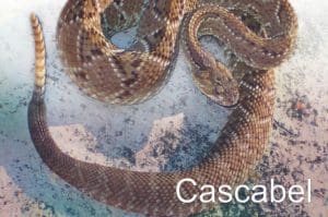 Cascabel 1 300x199 - Diario Resumen de la región