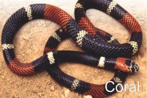 coral 1 300x199 - Diario Resumen de la región