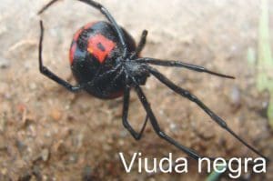 viuda negra 300x199 - Diario Resumen de la región