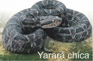 yarara chica 1 300x199 - Diario Resumen de la región