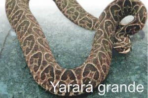 yarara grande 2 300x199 - Diario Resumen de la región