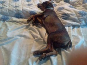 perro - Diario Resumen de la región