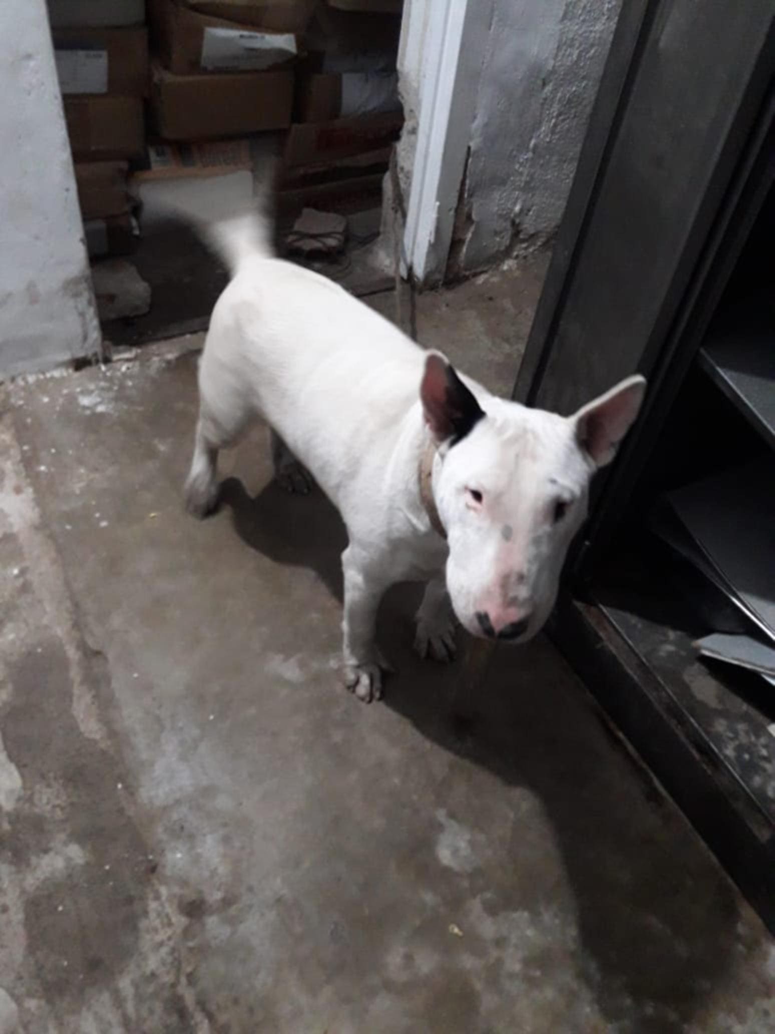 hallaron al perro bell - Diario Resumen de la región