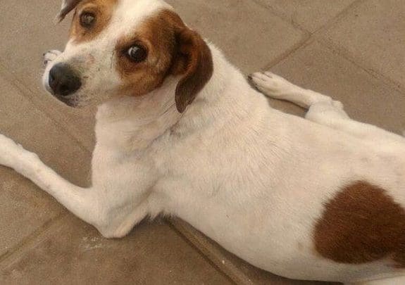 CALLEJE - Diario Resumen de la región