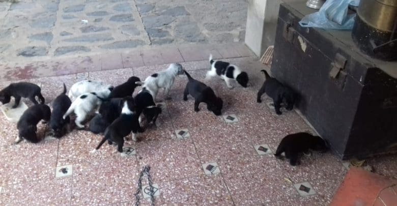 WhatsApp Image 2019 06 19 at 14.27.39 - Diario Resumen de la región