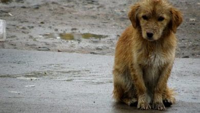 perros callejeros 744x465 - Diario Resumen de la región