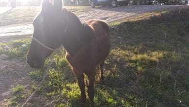 IMG 20190821 WA0052 - Diario Resumen de la región