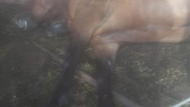 51f8b481 6dc5 4287 9a92 82548a711324 - Diario Resumen de la región