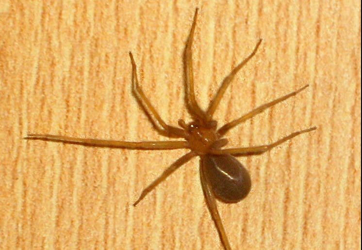 araña rinconera e1575905167264 - Diario Resumen de la región