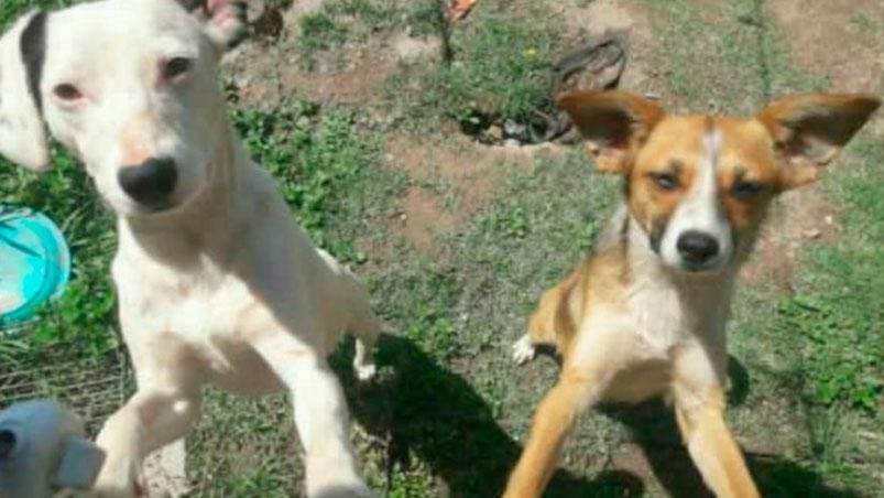 perros malagueño - Diario Resumen de la región