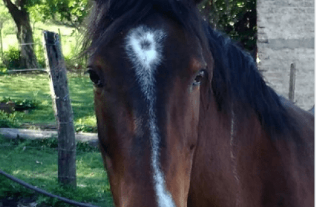 estrellita - Diario Resumen de la región