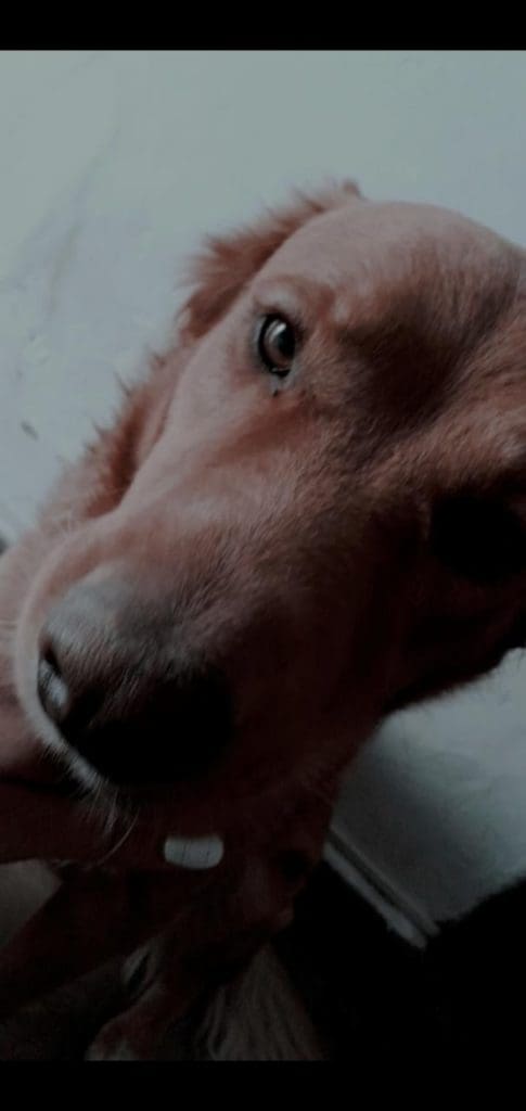 WhatsApp Image 2020 03 21 at 11.51.08 1 - Diario Resumen de la región