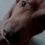 WhatsApp Image 2020 03 21 at 11.51.08 1 e1584803988219 - Diario Resumen de la región