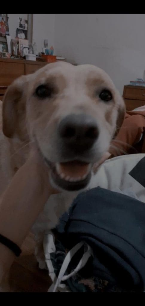 WhatsApp Image 2020 03 21 at 11.51.08 - Diario Resumen de la región