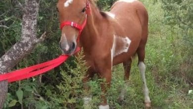 95760499 877662999378110 5634504339344064512 o - Diario Resumen de la región