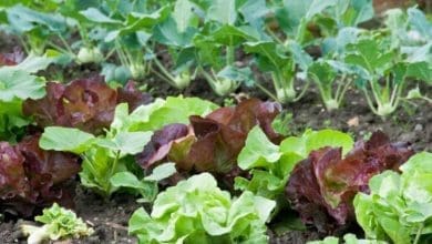 huerta1 - Diario Resumen de la región