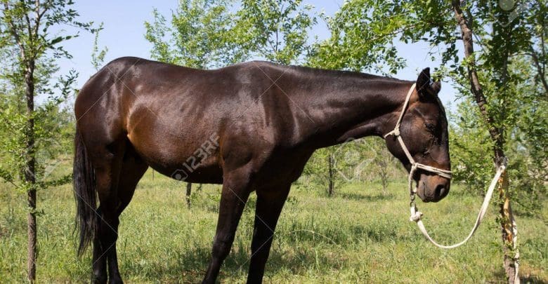 14055409 caballo atado a un árbol - Diario Resumen de la región