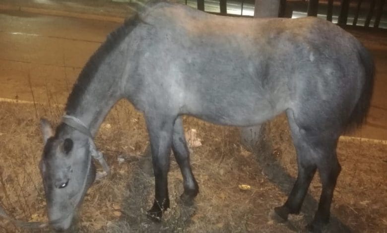 1EFBA3F6 E282 4B70 94B7 15B380738077 - Diario Resumen de la región